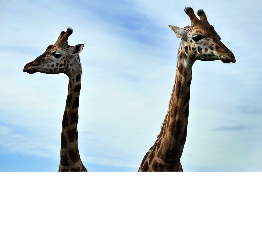 WMT PHOTOGRAPHY