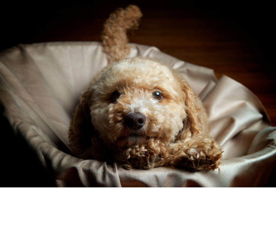 WMT PHOTOGRAPHY